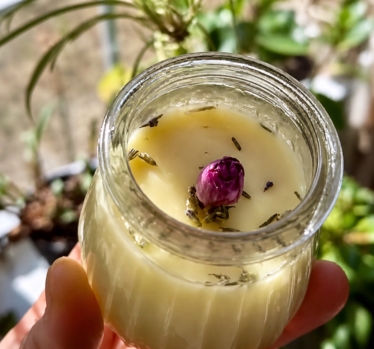 An open jar of Auntie Chelle's Tallow Balm held in a hand, with a dried rosebud and lavender on top
