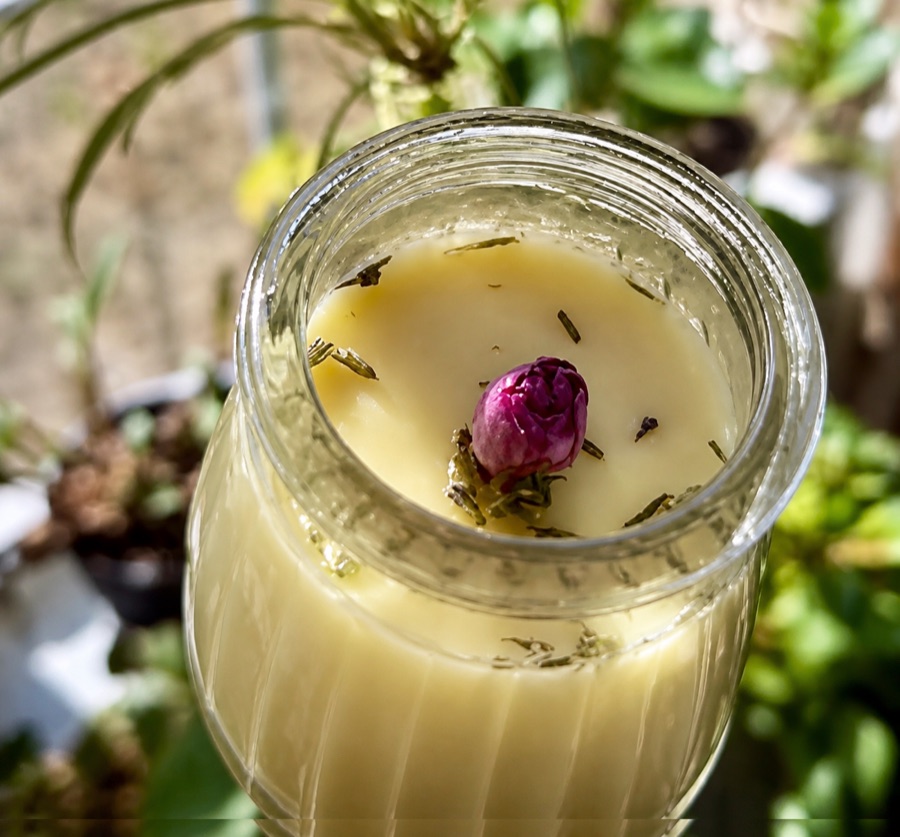 Looking down into an open jar of Tallow Balm, pale gold with lavender buds and a rosebud on top